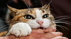猫が飼い主の指を噛む理由とは？専門家が解説